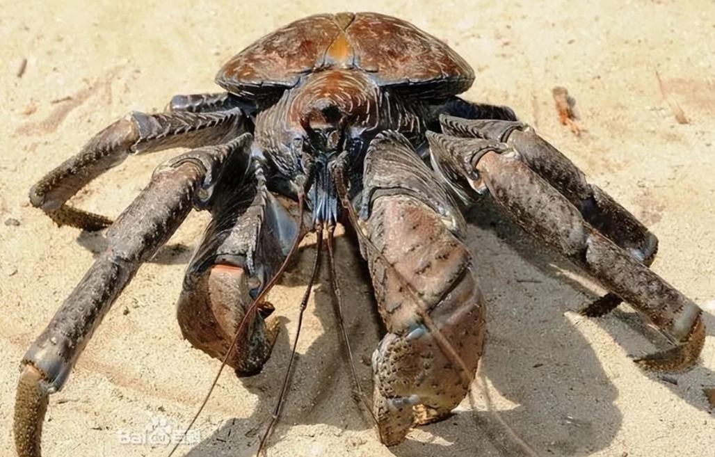 回顾:世界上最大的陆生蟹椰子蟹,1米长重12斤,能开椰子会爬树