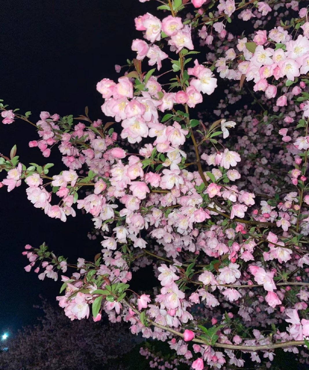 凌晨四点,我看见海棠花未眠 676767. 676767