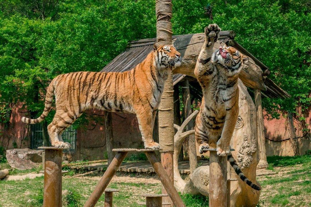 无锡动物园也是太湖欢乐园