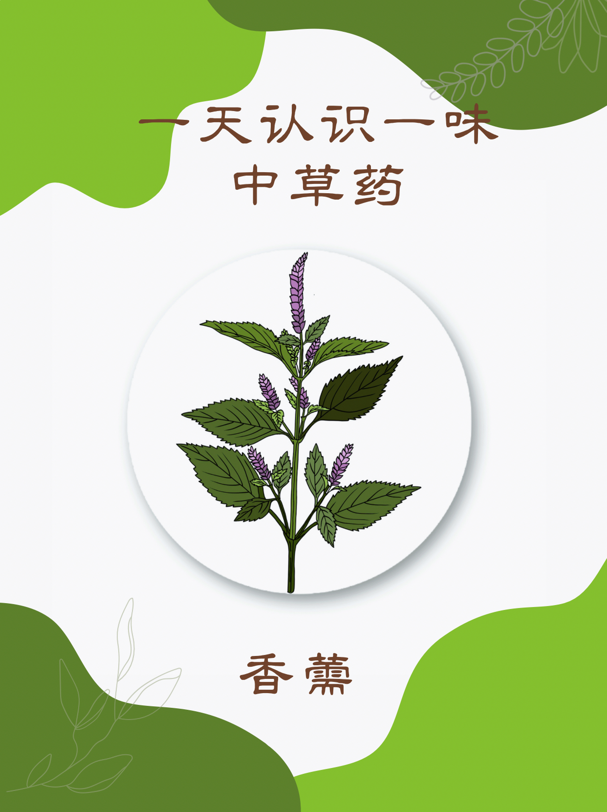 每日认识一味中草药:香薷