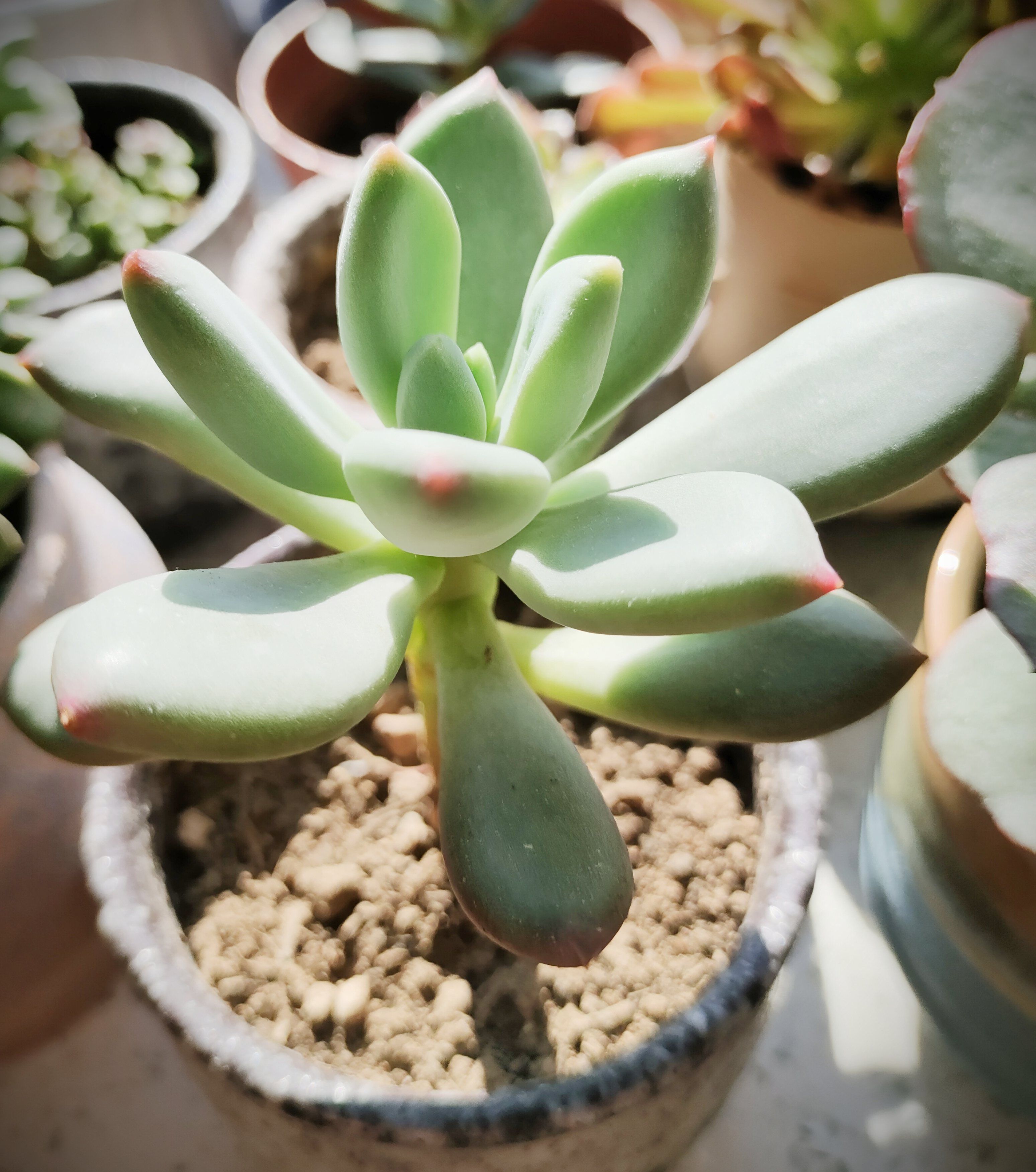 青星美人?一点红?不知道叫啥,反正小尖尖红啦!