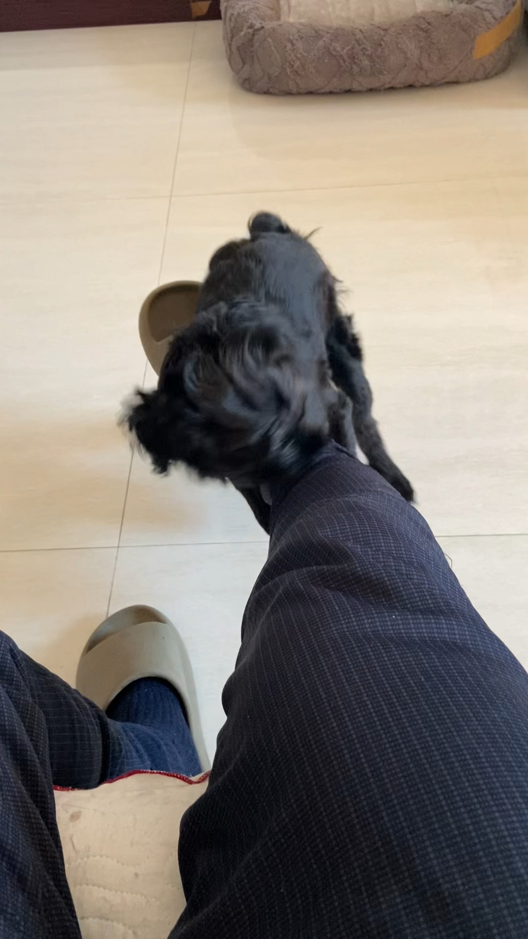 小狗为什么喜欢咬东西