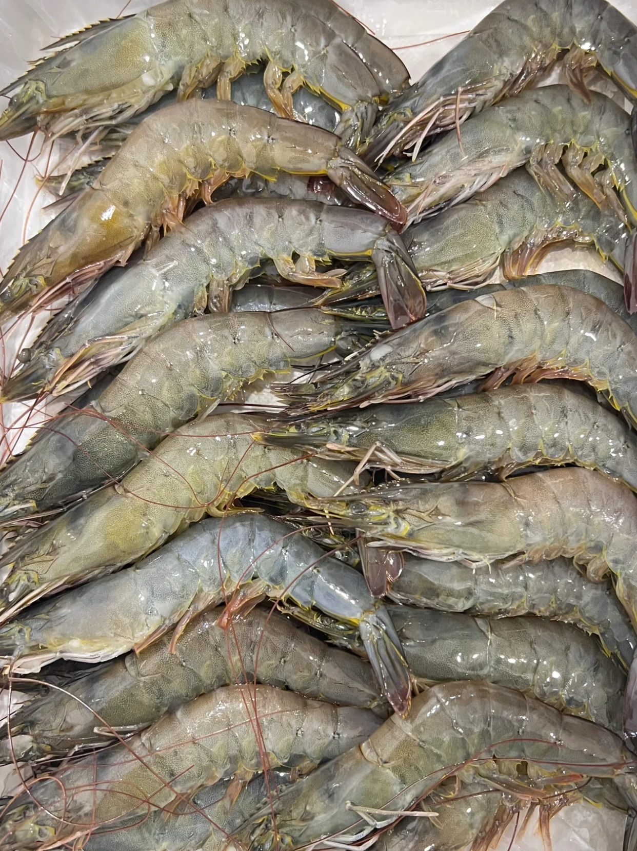 探秘白虾的世界,是味蕾的诗意舞蹈