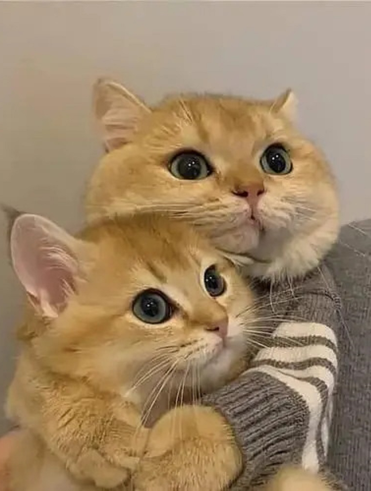 有些猫是这么求抱抱的,羡慕死了!