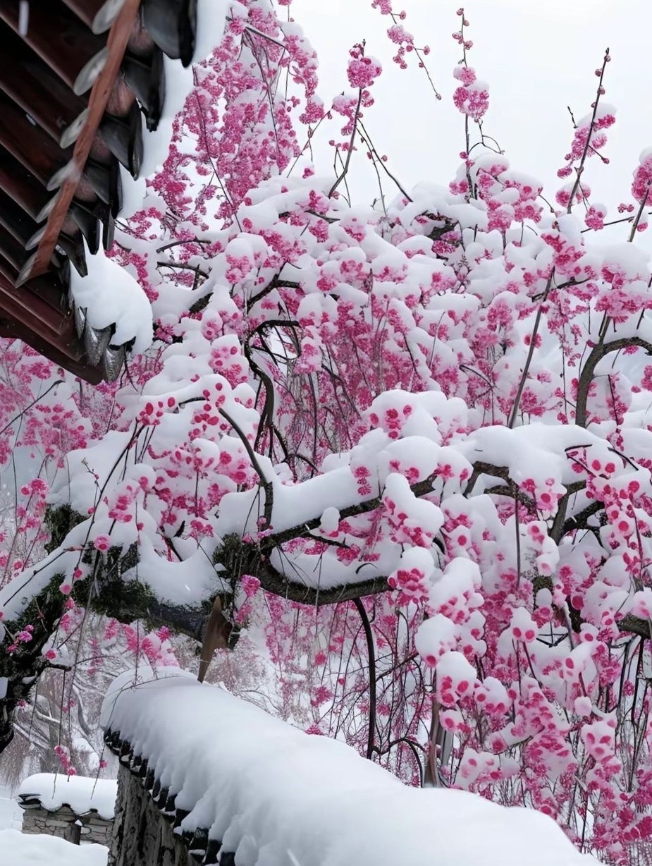 腊梅在严寒的冬天里,不畏风雪,依然怒放的美景,腊梅,又称为蜡梅,腊梅