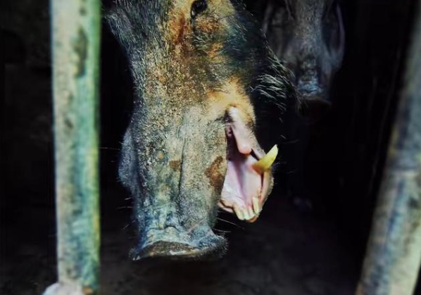 回顾:家猪放生一年就会野化成有獠牙的野猪,这到底是什么原因?