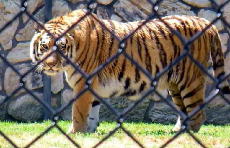 16年八達嶺野生動物園私自下車被老虎撕咬的趙菁如今怎樣了