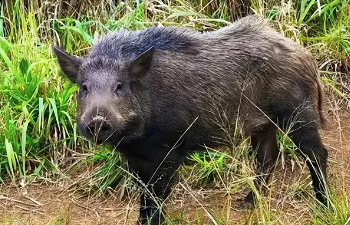 回顾:家猪放生一年就会野化成有獠牙的野猪,这到底是什么原因?
