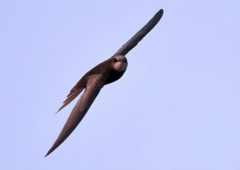 "无脚鸟"雨燕,一边飞一边睡落地等于死亡?还能在空中完成交配