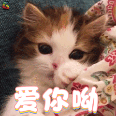 养猫久后才知道,猫咪睡在你身边,不是爱你这么简单