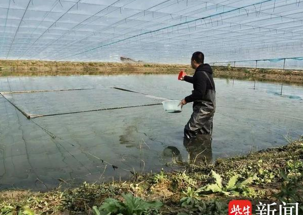 刀鱼养殖基地 南通图片