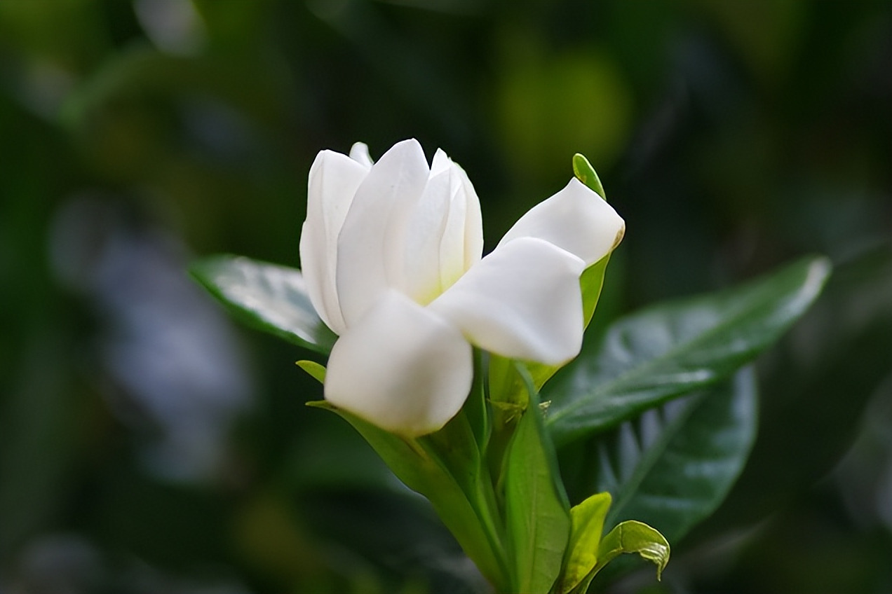 栀子花叶子发黄干枯可能是由于水分不当,光照不足,施肥不当或温度过低