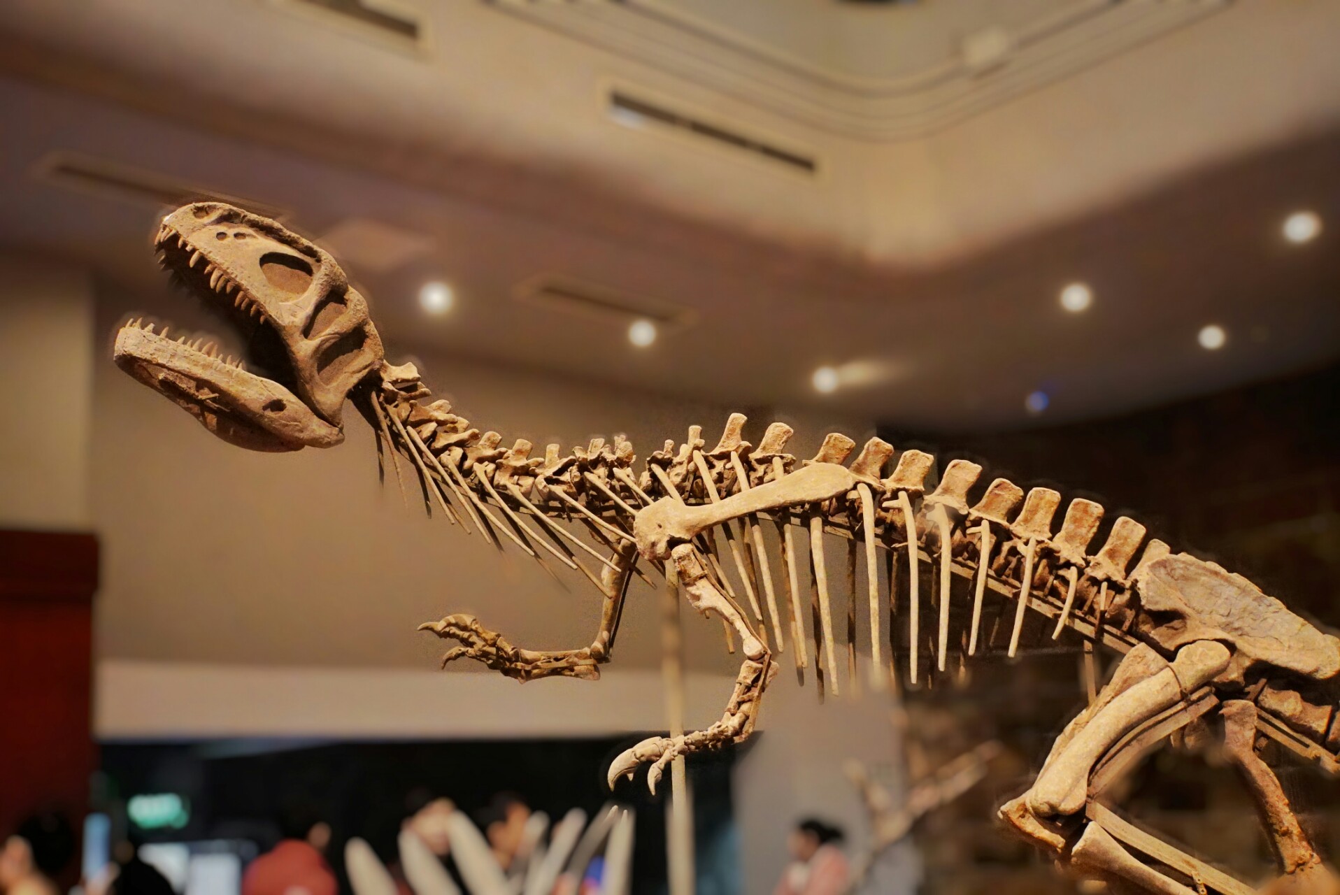 探秘自贡恐龙博物馆,千年恐龙遗迹的震撼展示