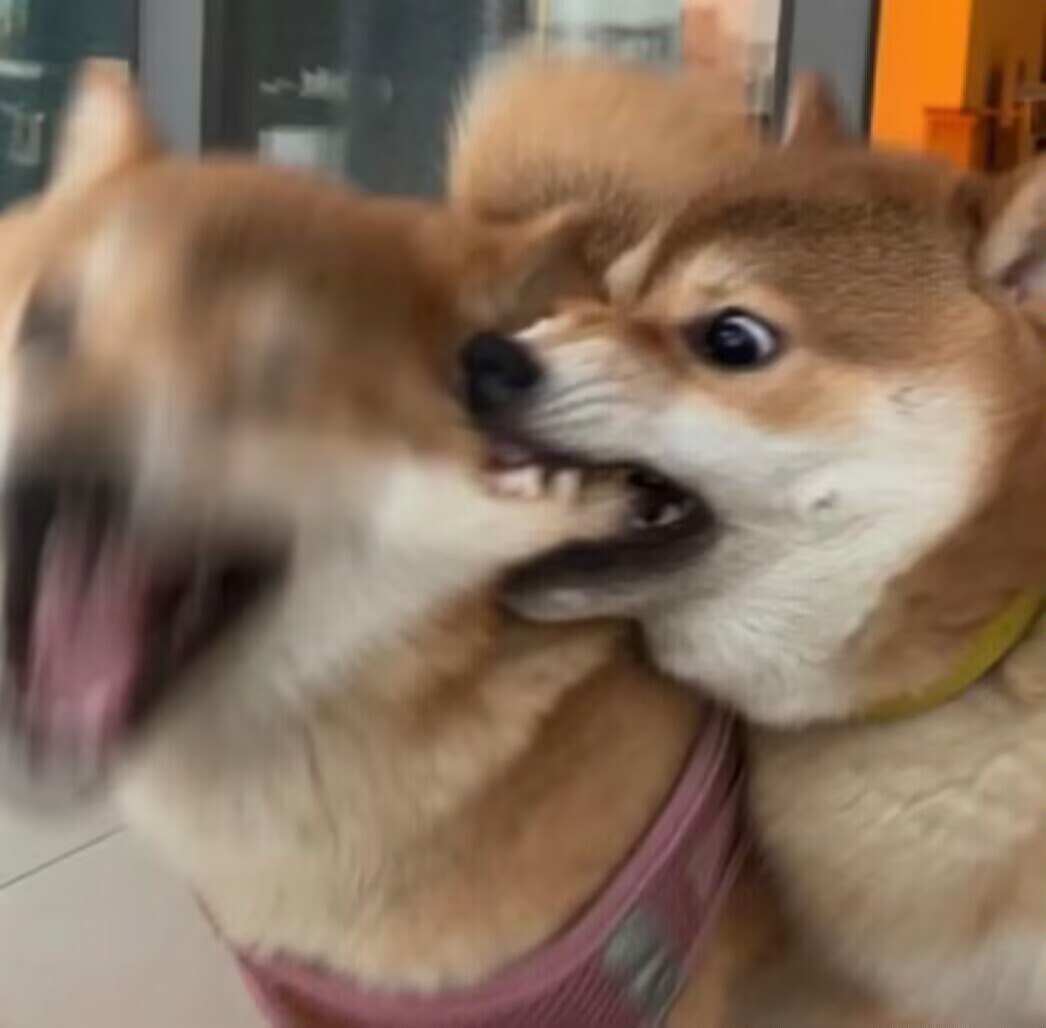 meme梗图合集第57弹