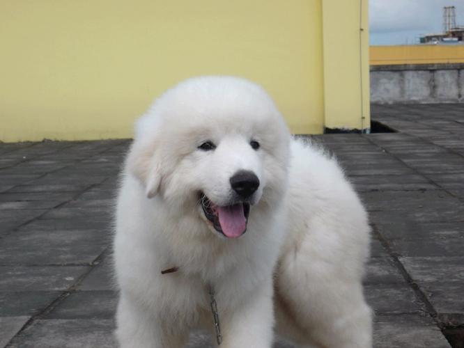 大白熊幼犬的饲养管理要点