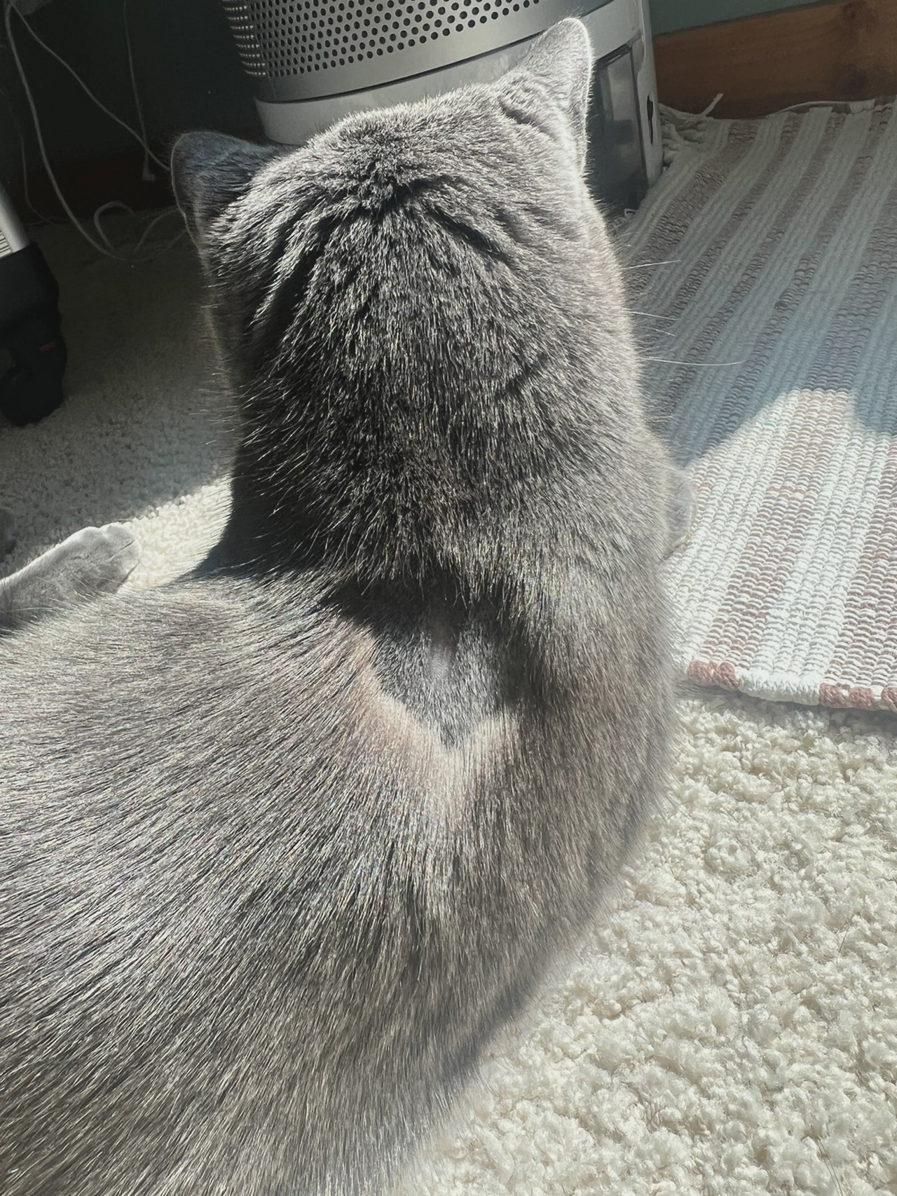 一位粉丝向我们反映其猫咪在经历手术后出现皮肤红块,并伴有严重掉毛