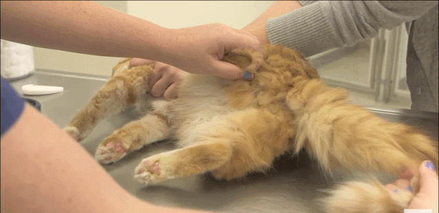 一只猫,如果10年"不绝育",会变成怎样?