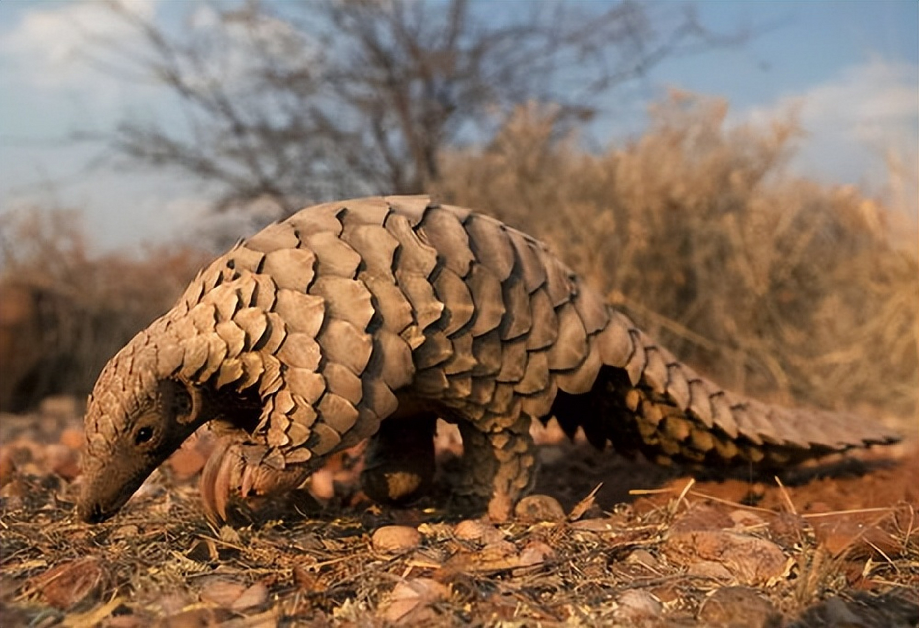 鳞角腹足蜗牛,犰狳等八种动物,凭借独特生理结构与材质,展现出惊人