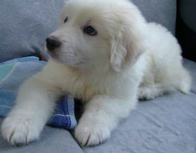 大白熊幼犬的饲养管理要点