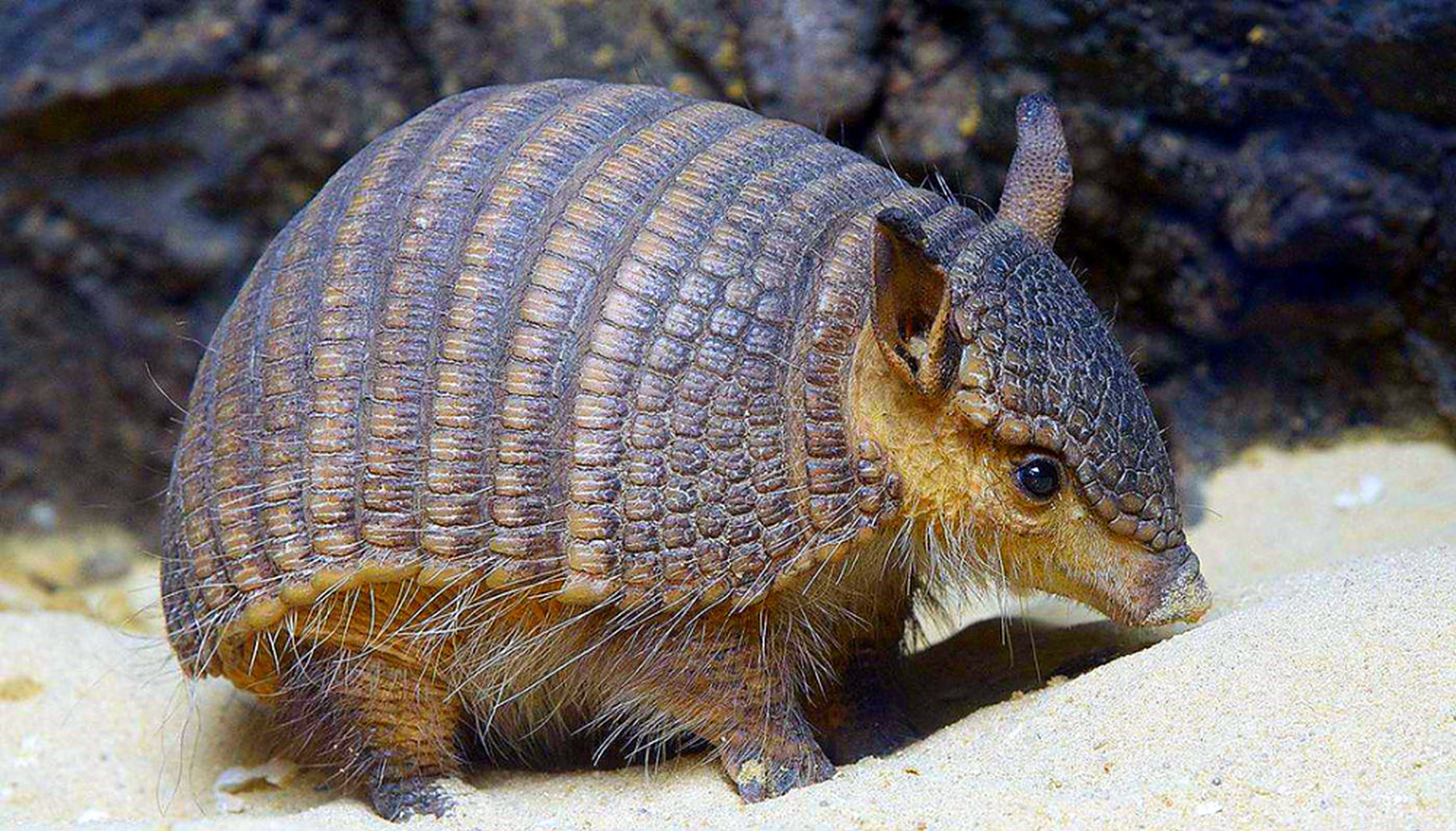 鳞角腹足蜗牛,犰狳等八种动物,凭借独特生理结构与材质,展现出惊人