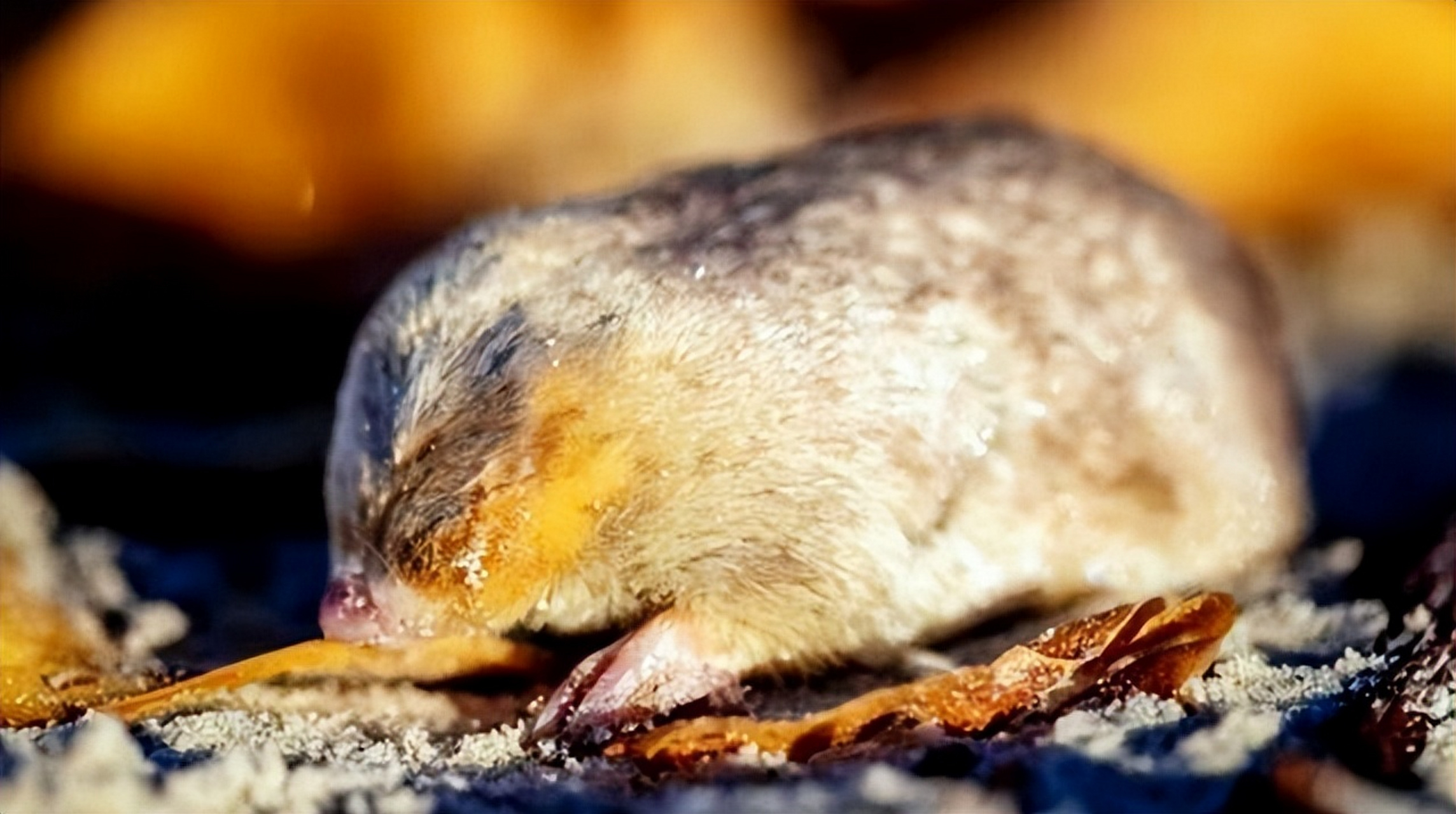 德温顿金鼹鼠重现南非是令人欢欣鼓舞的好消息,但它们的生存状况仍需