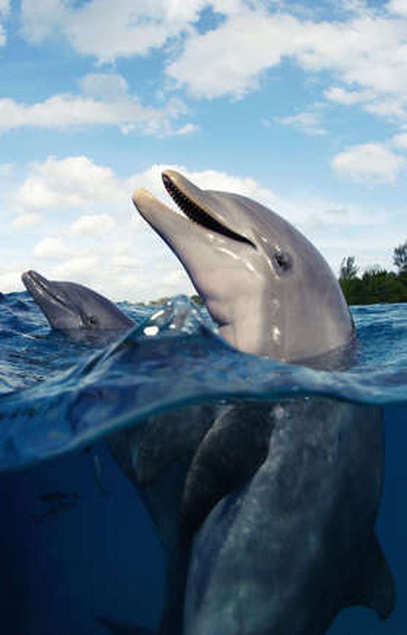 关于动物的冷知识 海豚大量摄入河豚毒素  河豚毒素一旦被摄入,就会