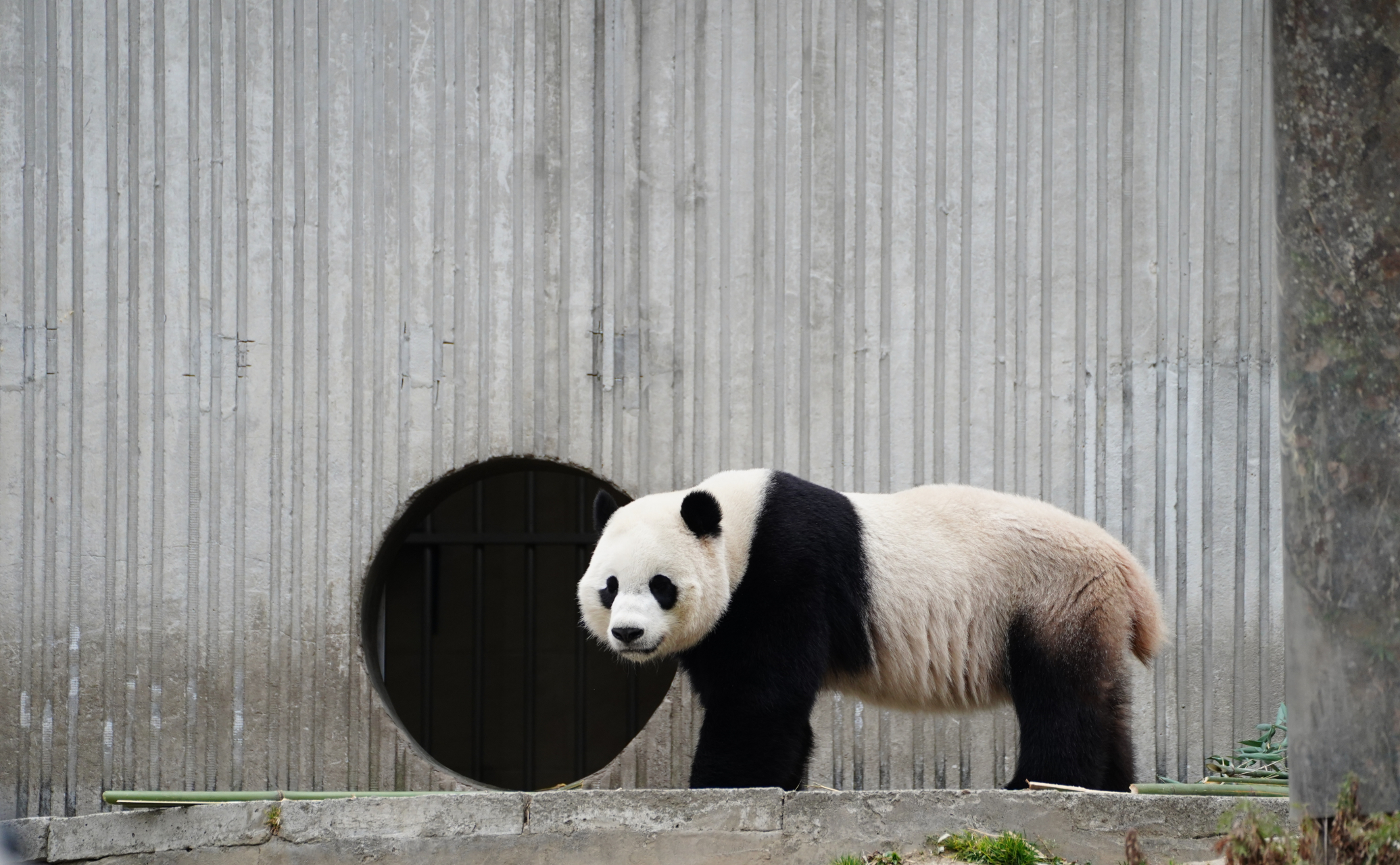 大熊猫小奇迹: 各位叔叔姨姨好,我叫小奇迹,我三岁多了,给你们展示一