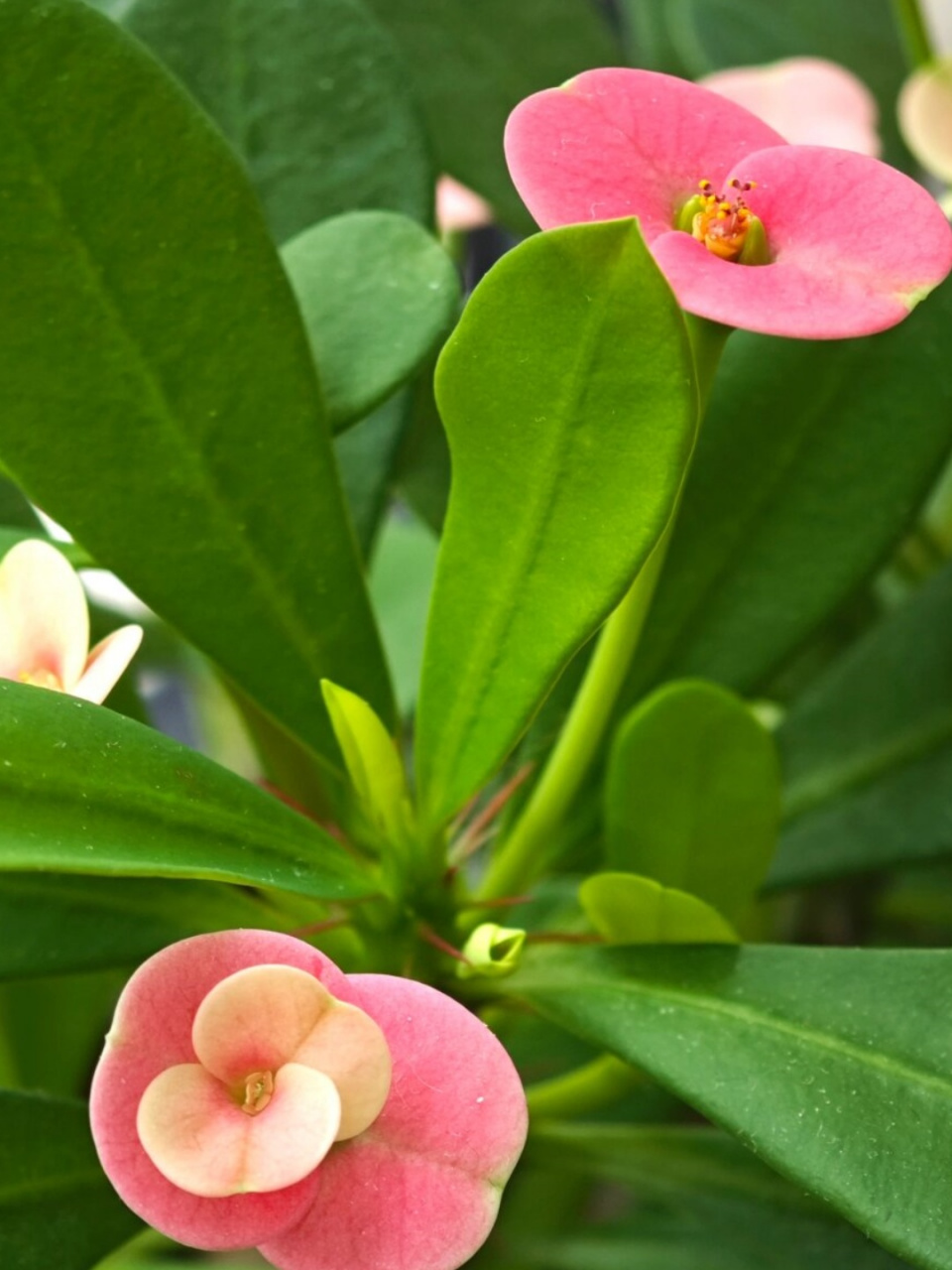 虎刺梅开花不稀奇 稀奇的是杠上开花	  去年春天,我扦插了一株刺梅,没