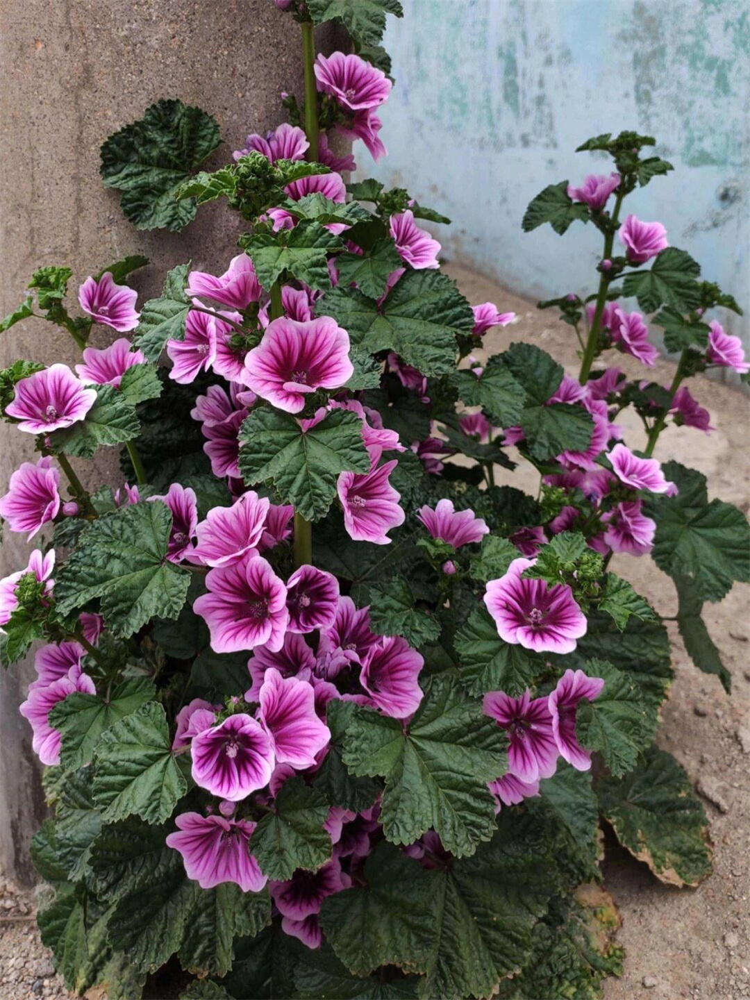 每天带你认识一种花 锦葵  嗨,大家好!