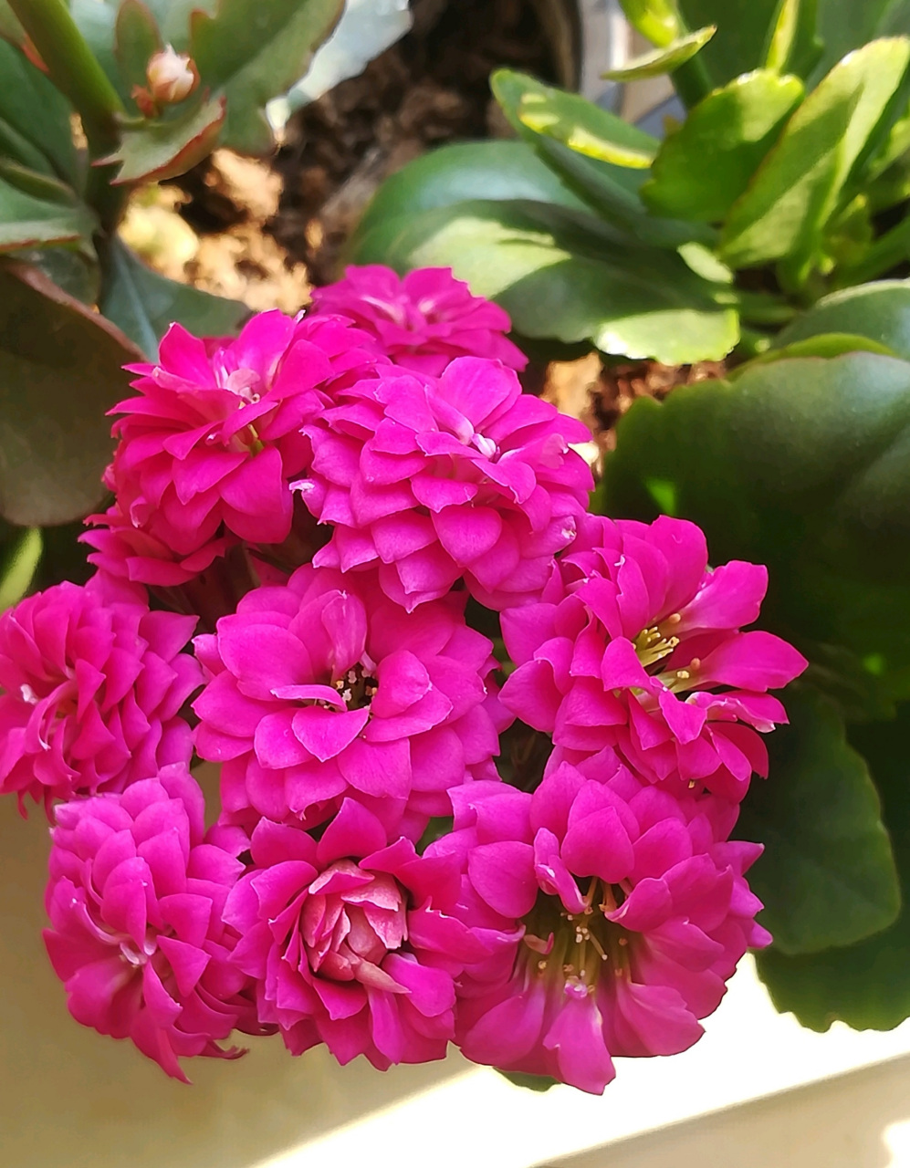 是长寿花的"主场",给大家介绍一个漂亮的大花品种——紫魅影,也叫丽娜