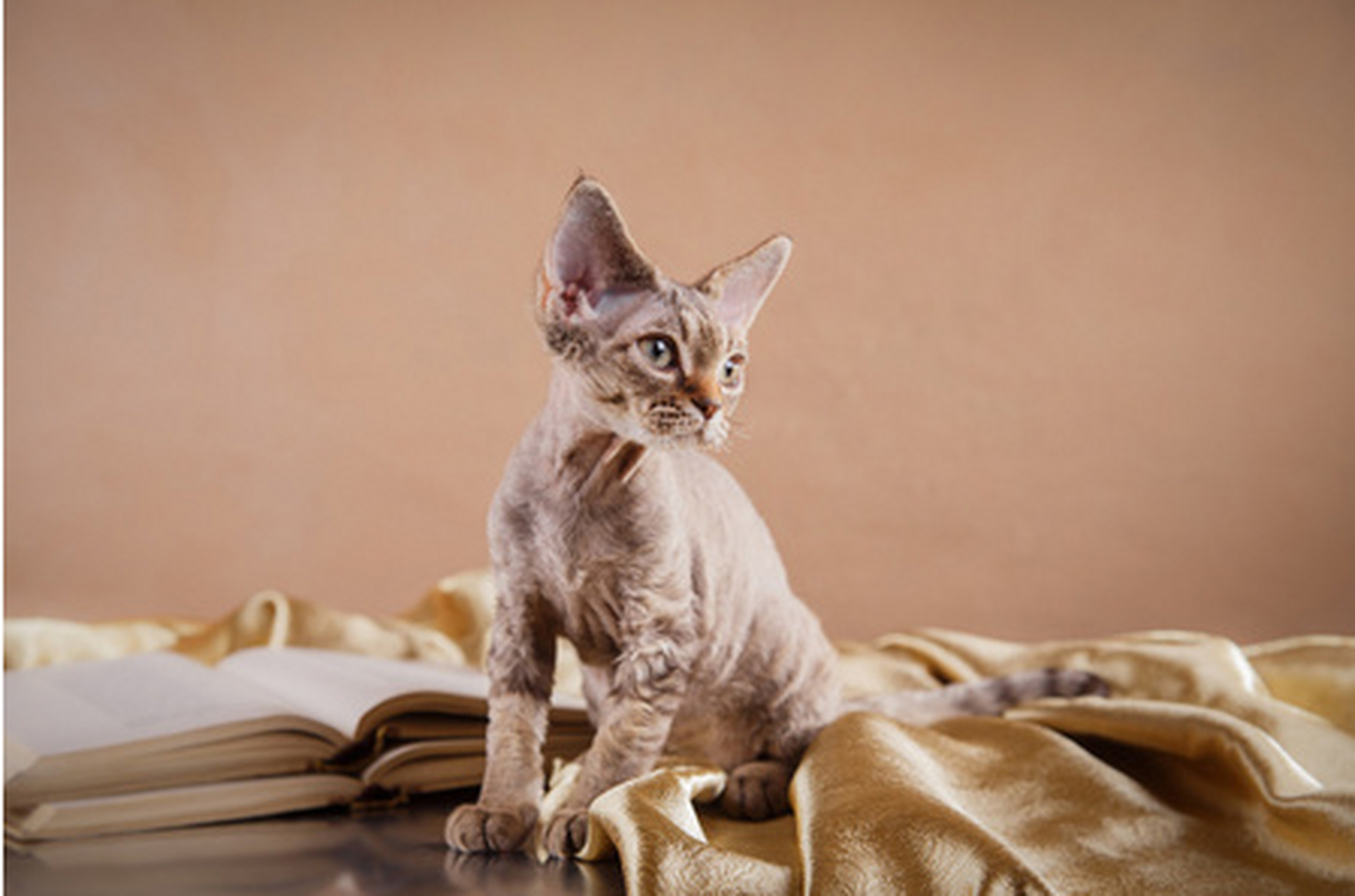性格nice的宠物猫:德文郡雷克斯猫  德文郡雷克斯猫是一种拥有独特