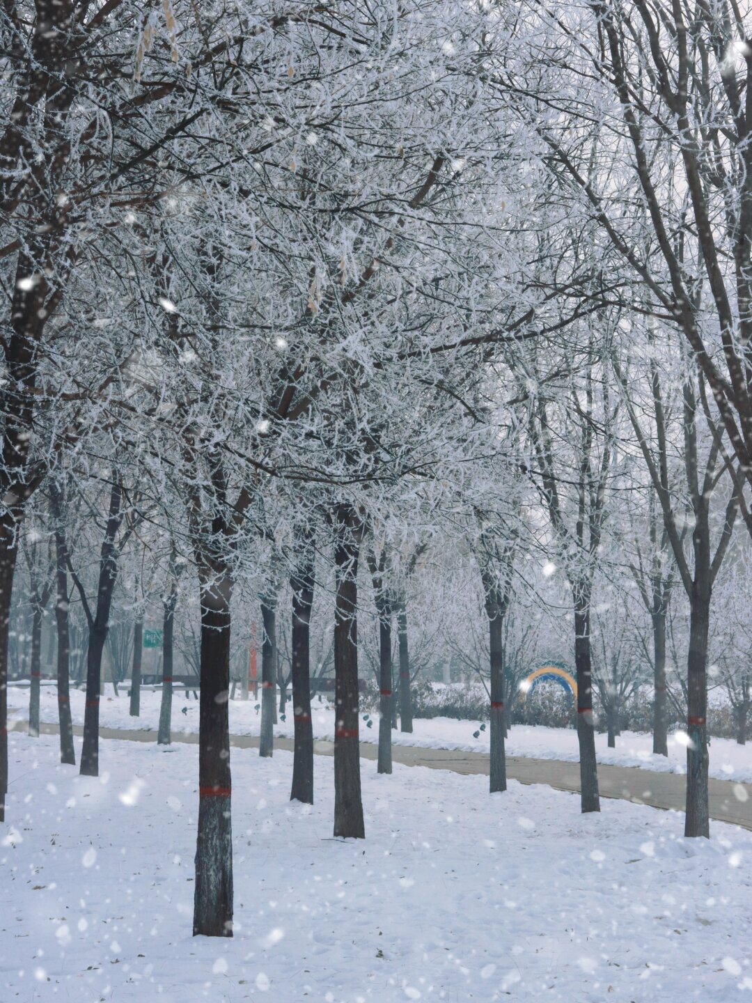 下雪天看到雾淞是一种非常美妙的体验