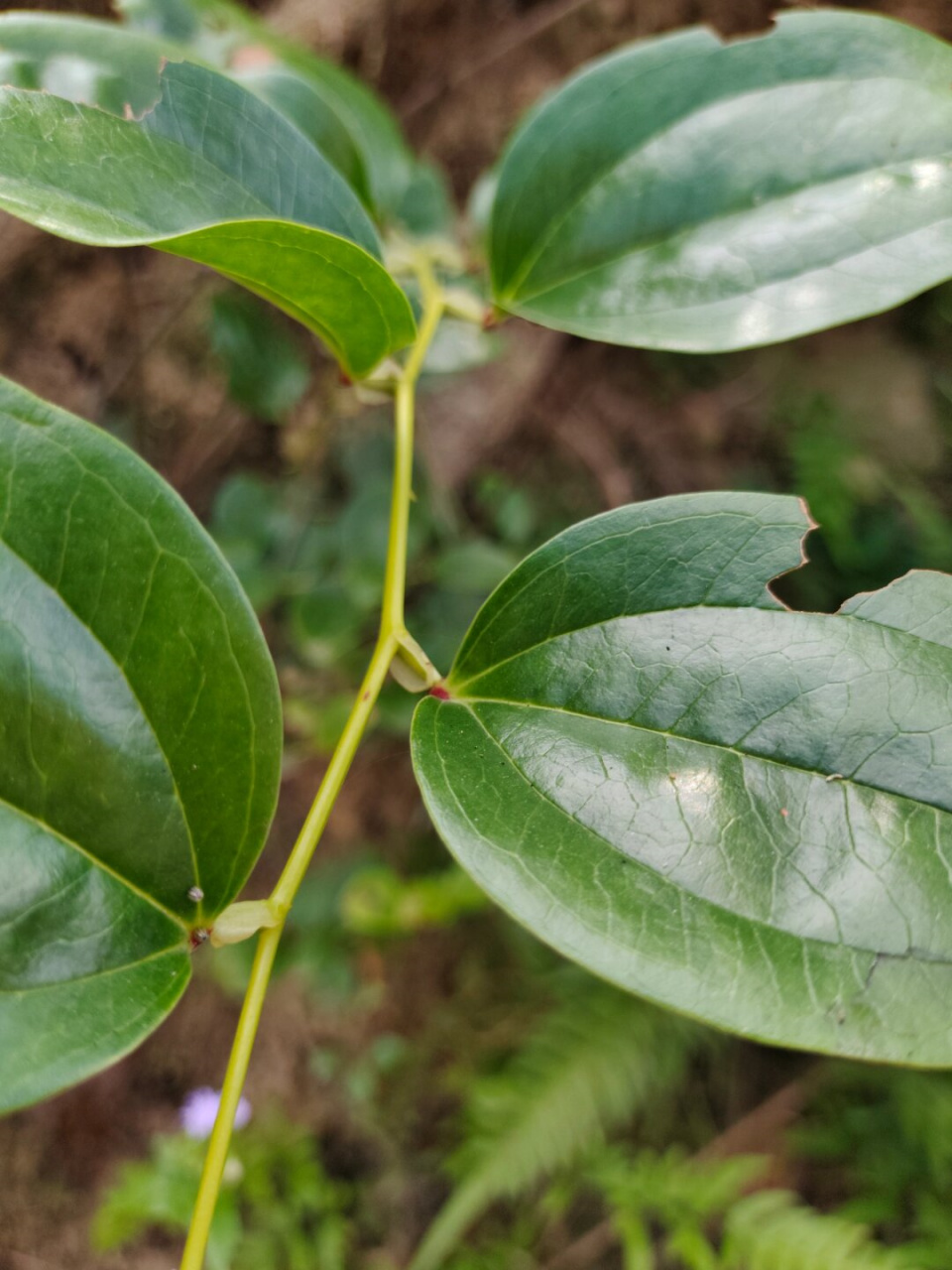 每天认识一种植物—菝葜  今天我给大家介绍一种非常特别的植物,它就