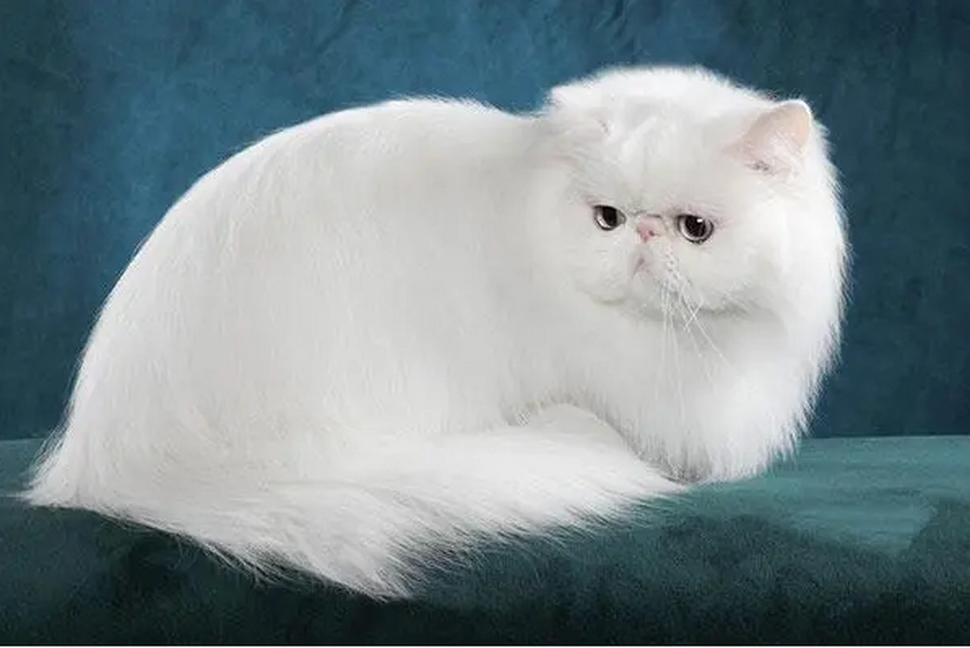 性格nice的宠物猫:波斯猫  波斯猫是一种非常受欢迎的宠物猫,因其美丽