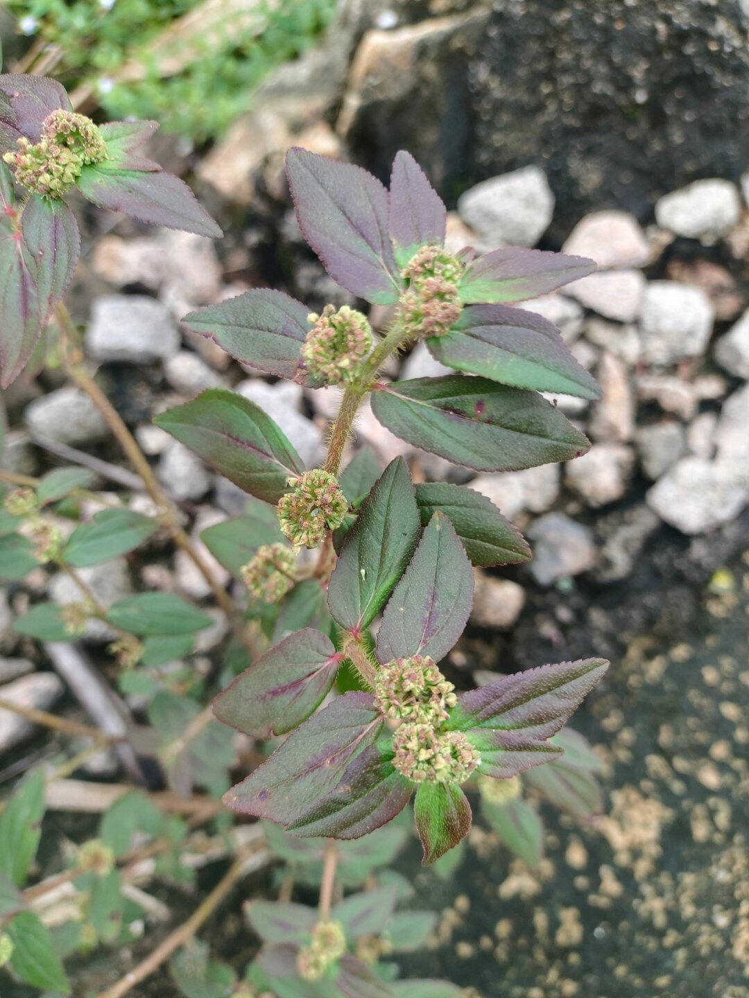 我是飞扬草,你也可以叫我"飞扬千里".