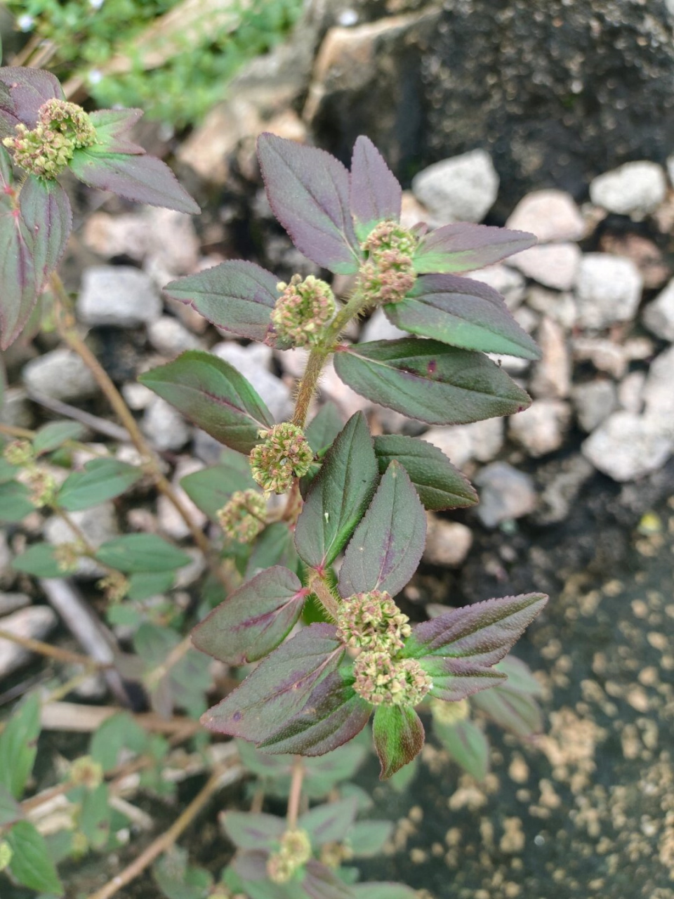 我是飞扬草,你也可以叫我"飞扬千里".