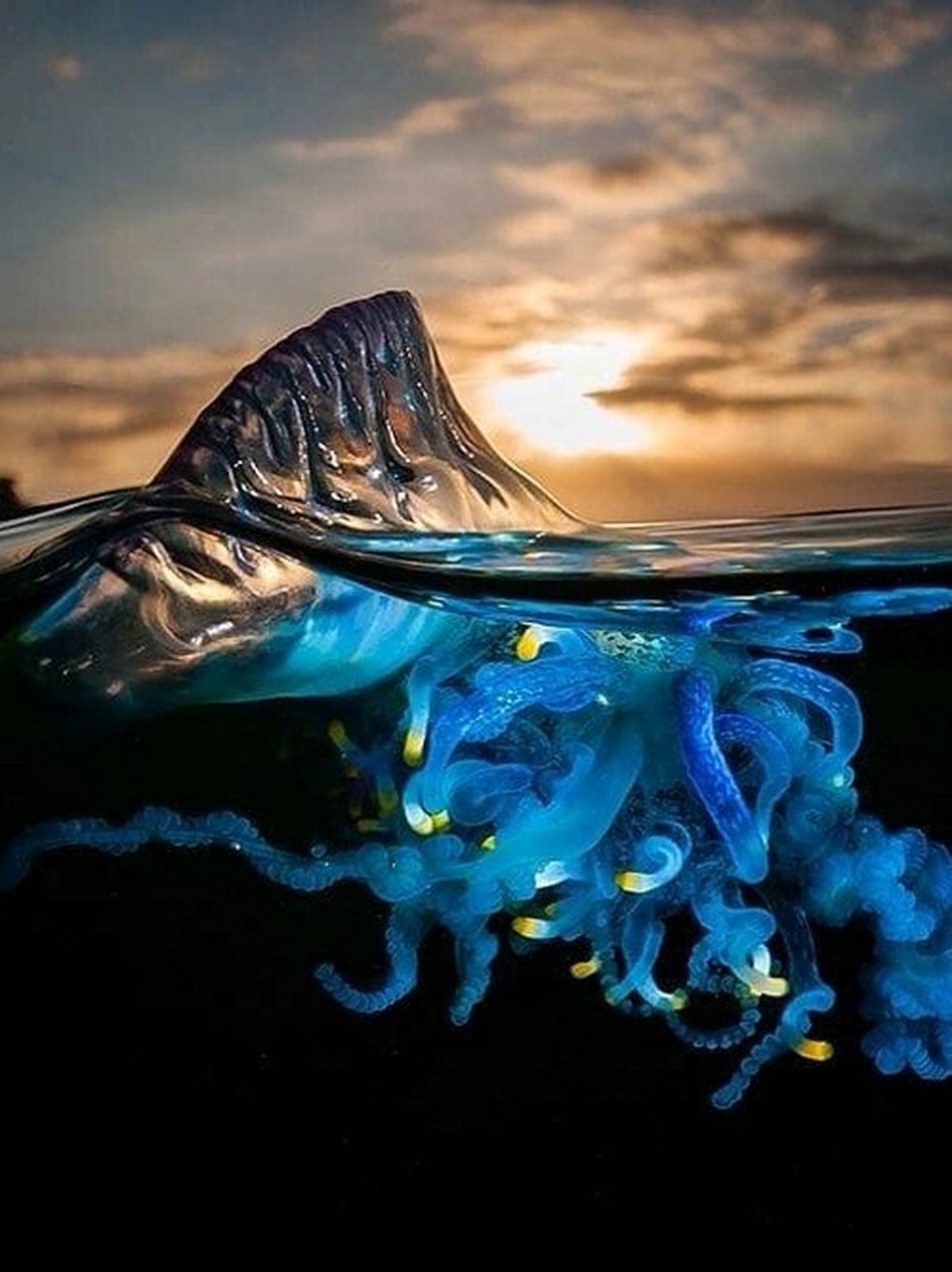 每天认识一种神奇动物僧帽水母  又称葡萄牙战舰(英语:portuguese man