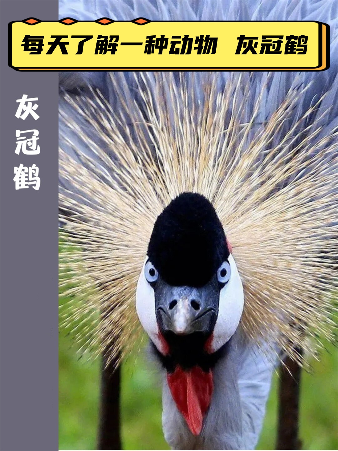 我是灰冠鹤,也被称为东非冠鹤,是一种优雅而神秘的小型鹤类.