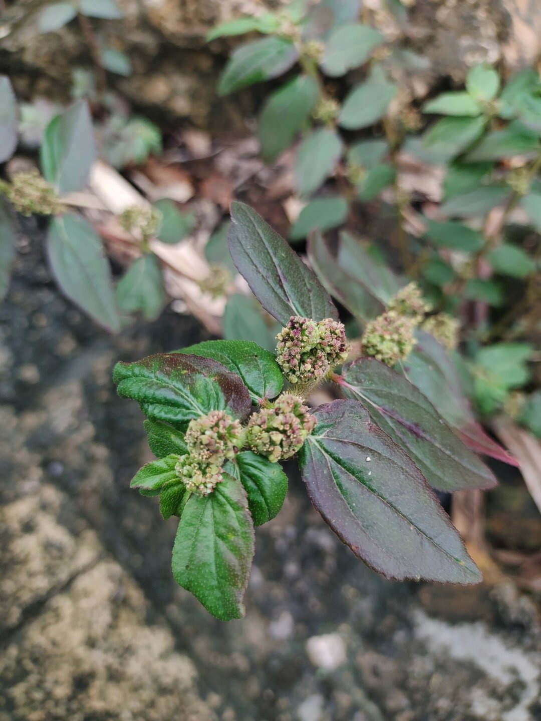 我是飞扬草,你也可以叫我飞扬千里