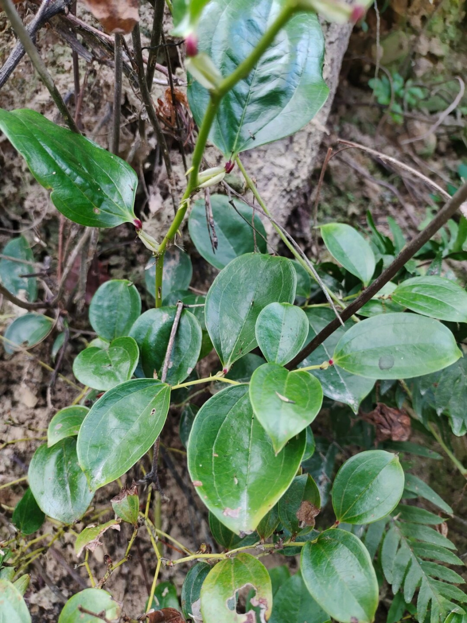 每天认识一种植物—菝葜  今天我给大家介绍一种非常特别的植物,它就