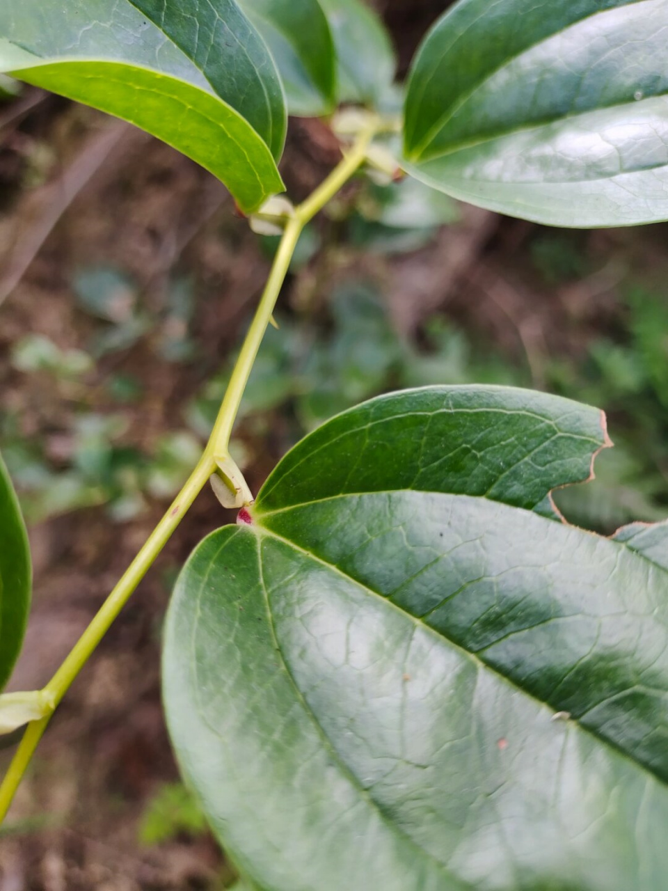 每天认识一种植物—菝葜  今天我给大家介绍一种非常特别的植物,它就