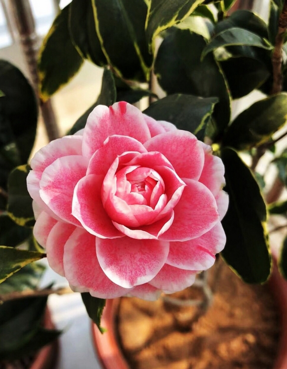 山茶花的花语和寓意 山茶花,美丽而优雅,它有着非常特别的花语和寓意