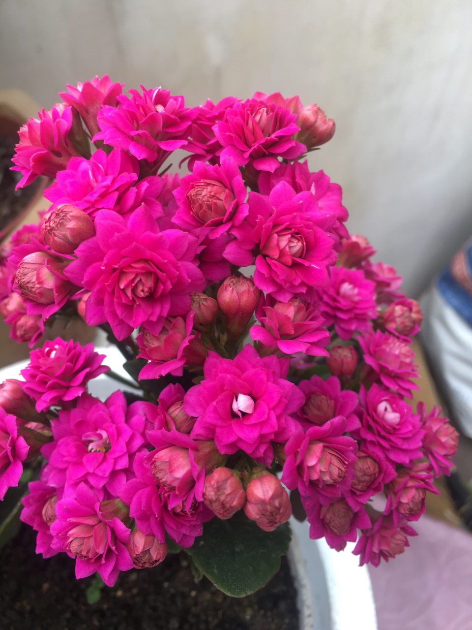 是长寿花的"主场",给大家介绍一个漂亮的大花品种——紫魅影,也叫丽娜