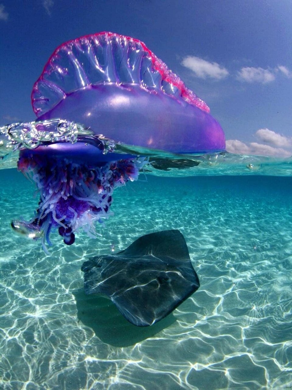 每天认识一种神奇动物僧帽水母  又称葡萄牙战舰(英语:portuguese man