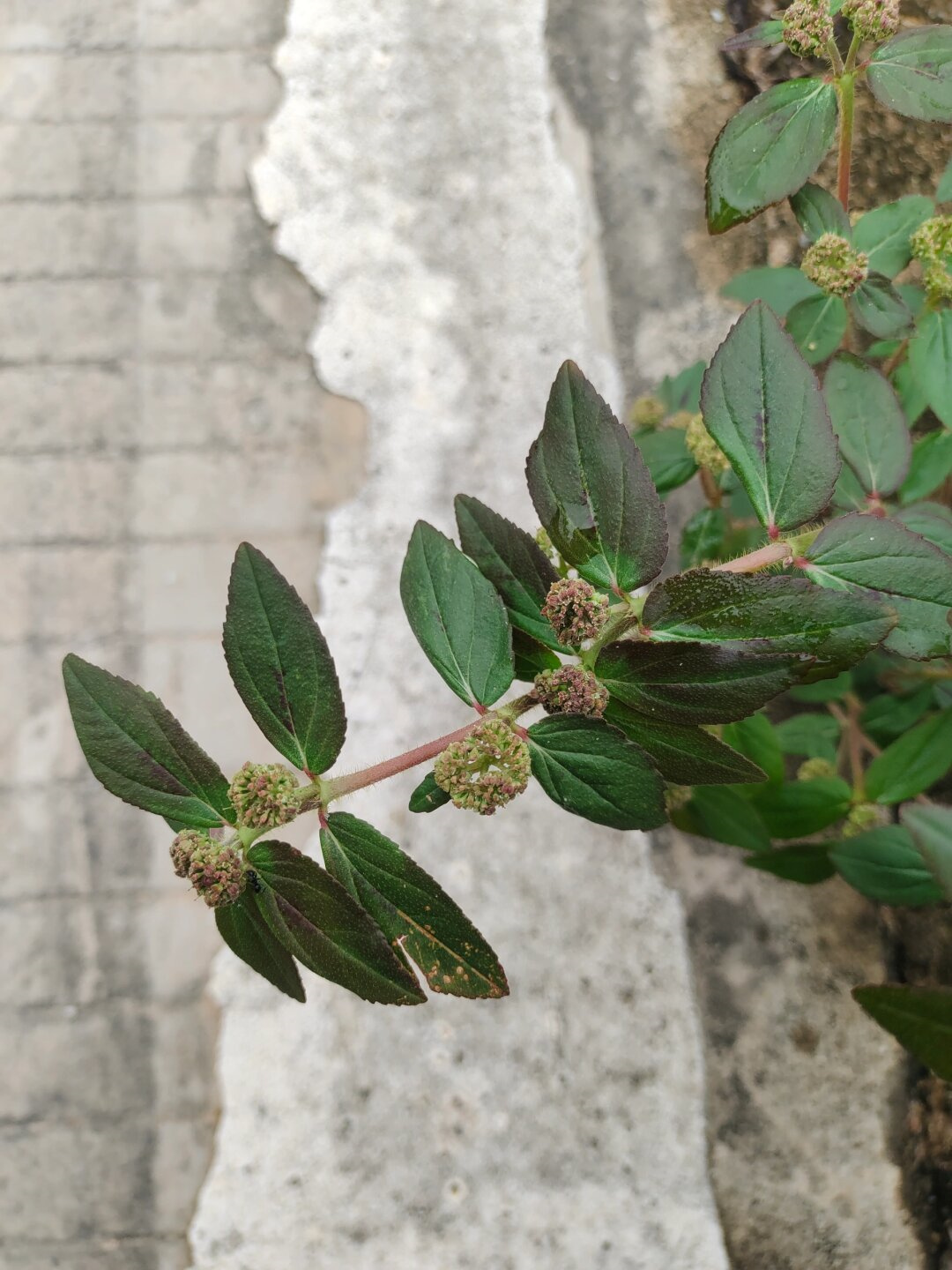 我是飞扬草,你也可以叫我"飞扬千里".