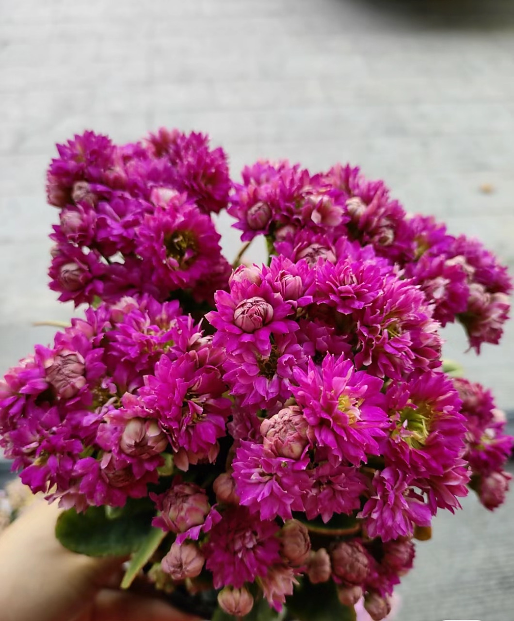 是长寿花的"主场",给大家介绍一个漂亮的大花品种——紫魅影,也叫丽娜