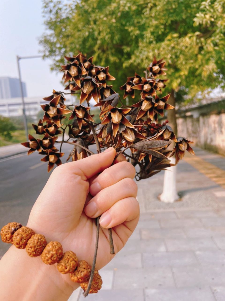 这次,我在绿化带里意外发现了香椿树的果实.