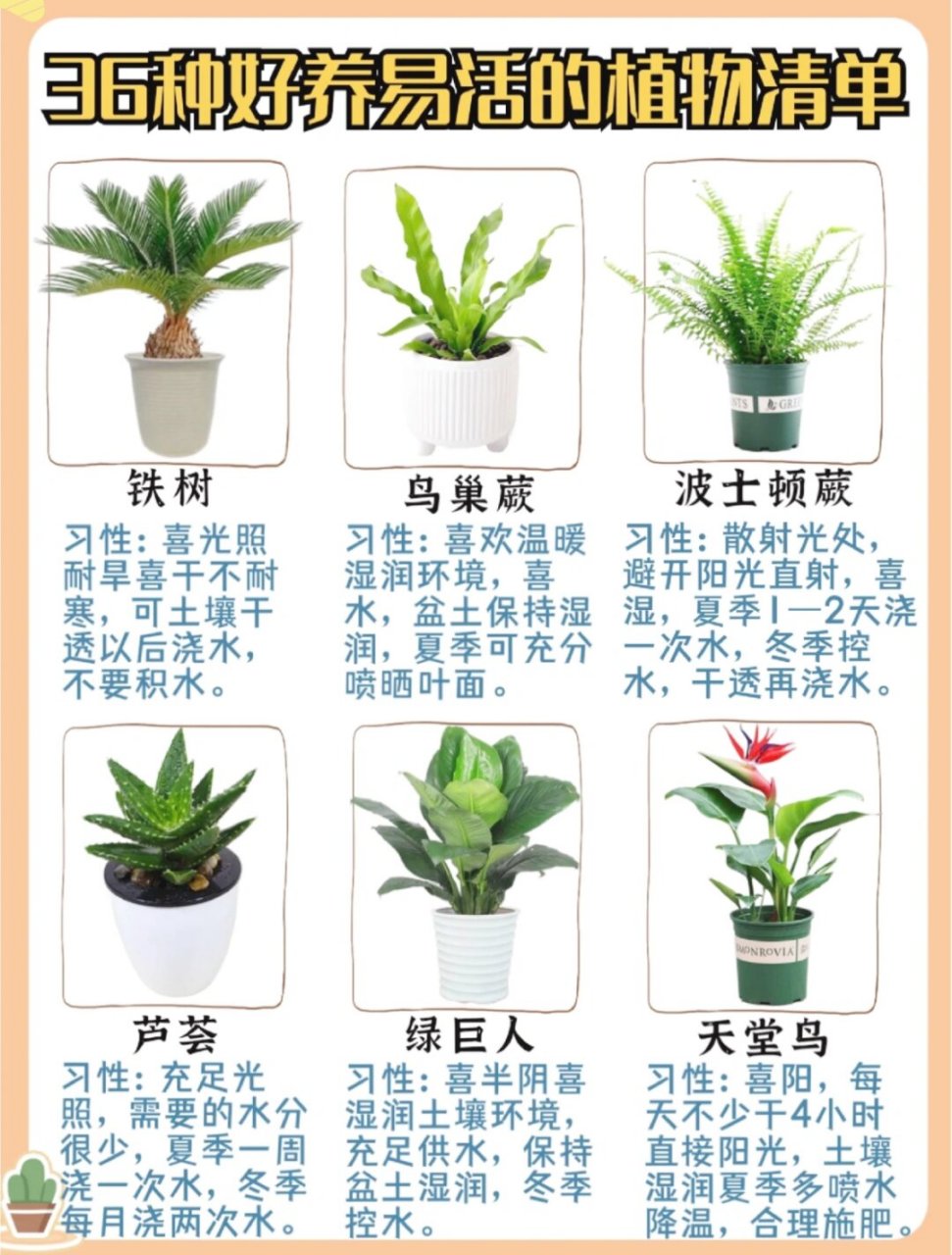 绿植大全名字和图片图片