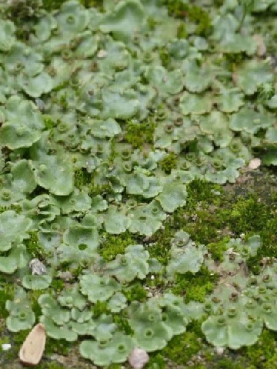 每天认识一种植物之地钱  地钱,属于地钱科地钱属,是一种独特的孢子
