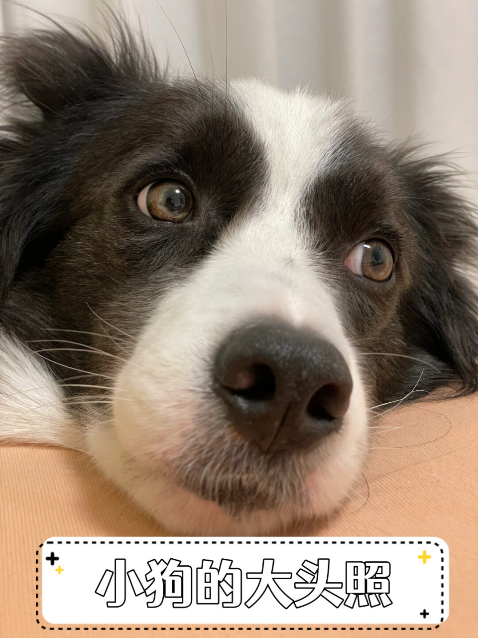 小狗的大头照  边牧那睿智的眼神,就像在说你是再拍我吗